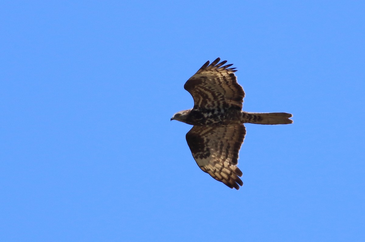 European Honey-buzzard - ML68410241