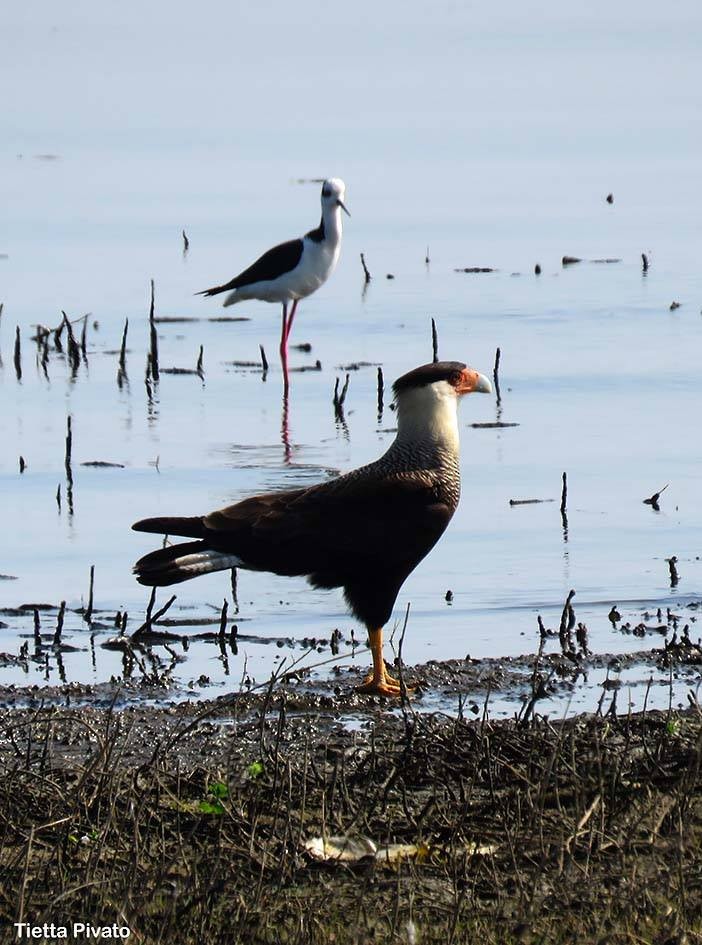 Crested Caracara (Southern) - Maria Antonietta Castro Pivatto