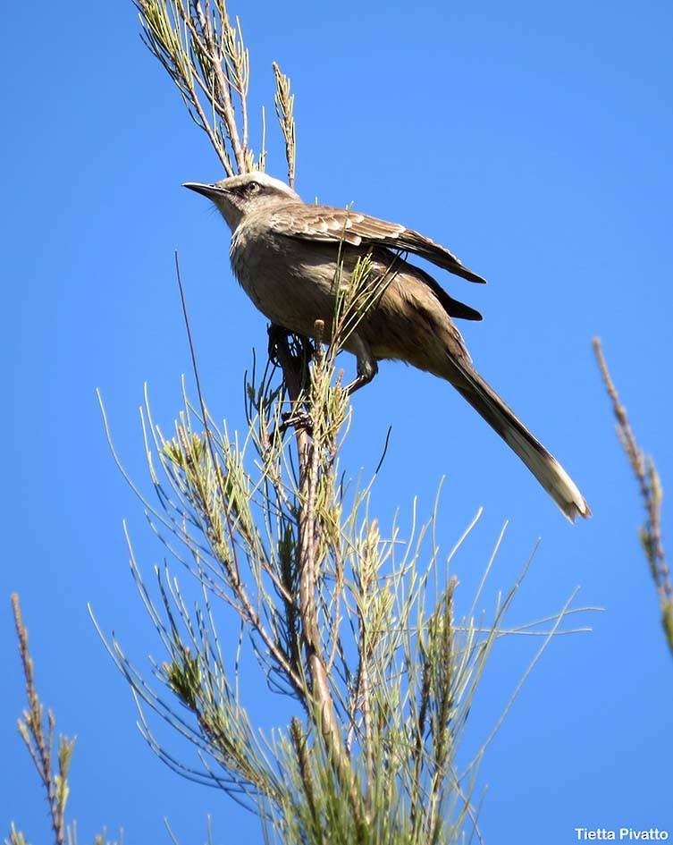 Chalk-browed Mockingbird - ML68411811