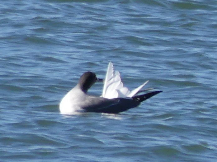 Swallow-tailed Gull - ML68411861