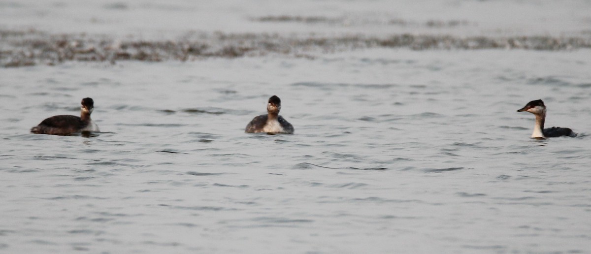 Western Grebe - Hope Bilinski