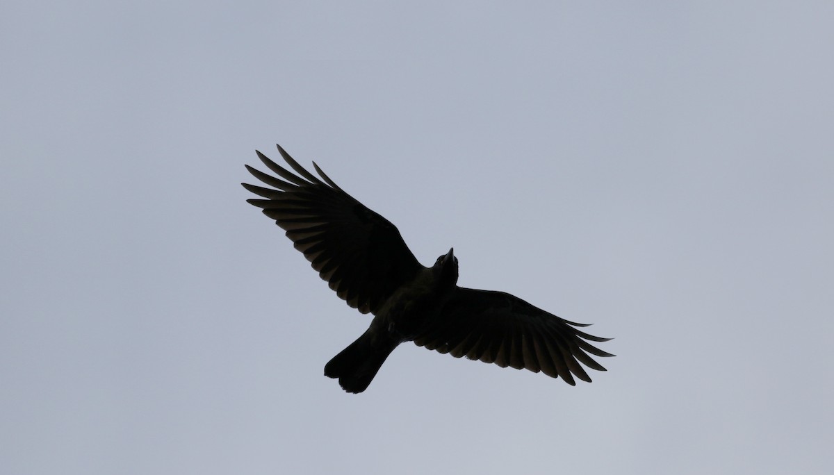 American Crow - ML68412631