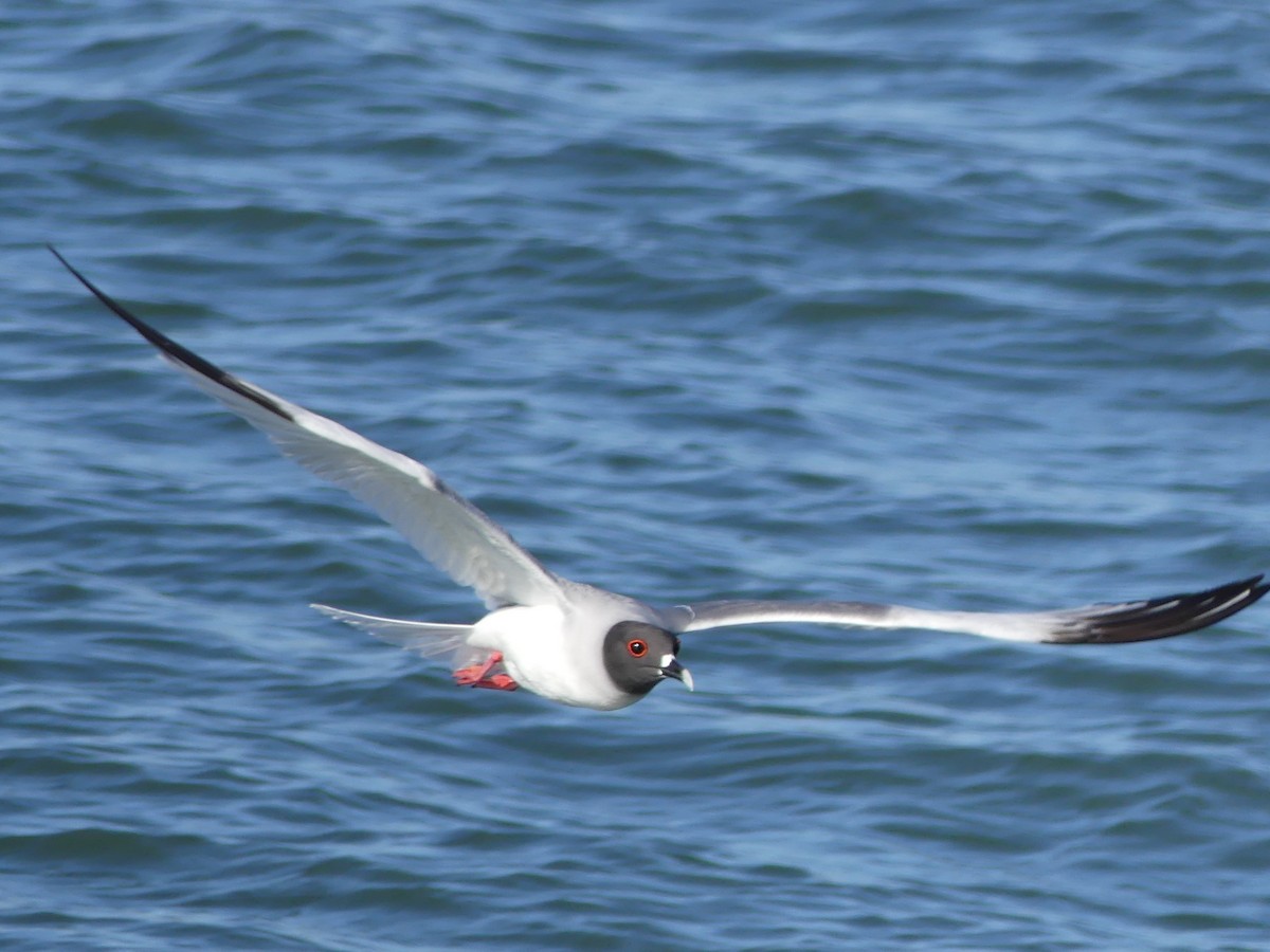 Swallow-tailed Gull - Shelley Rutkin
