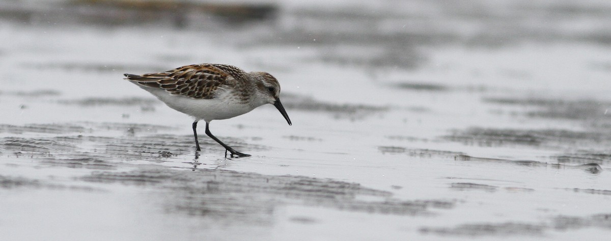 Western Sandpiper - Dave Beeke