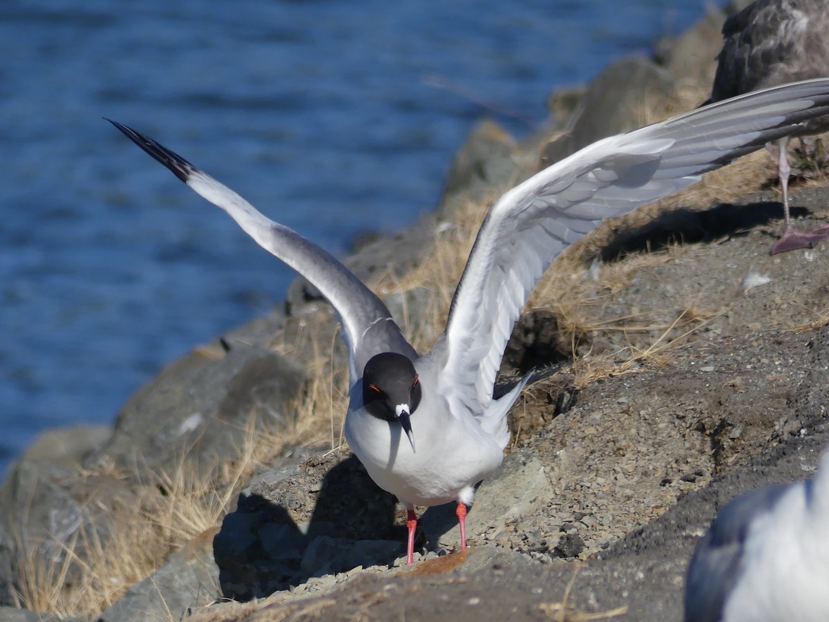 Swallow-tailed Gull - Shelley Rutkin