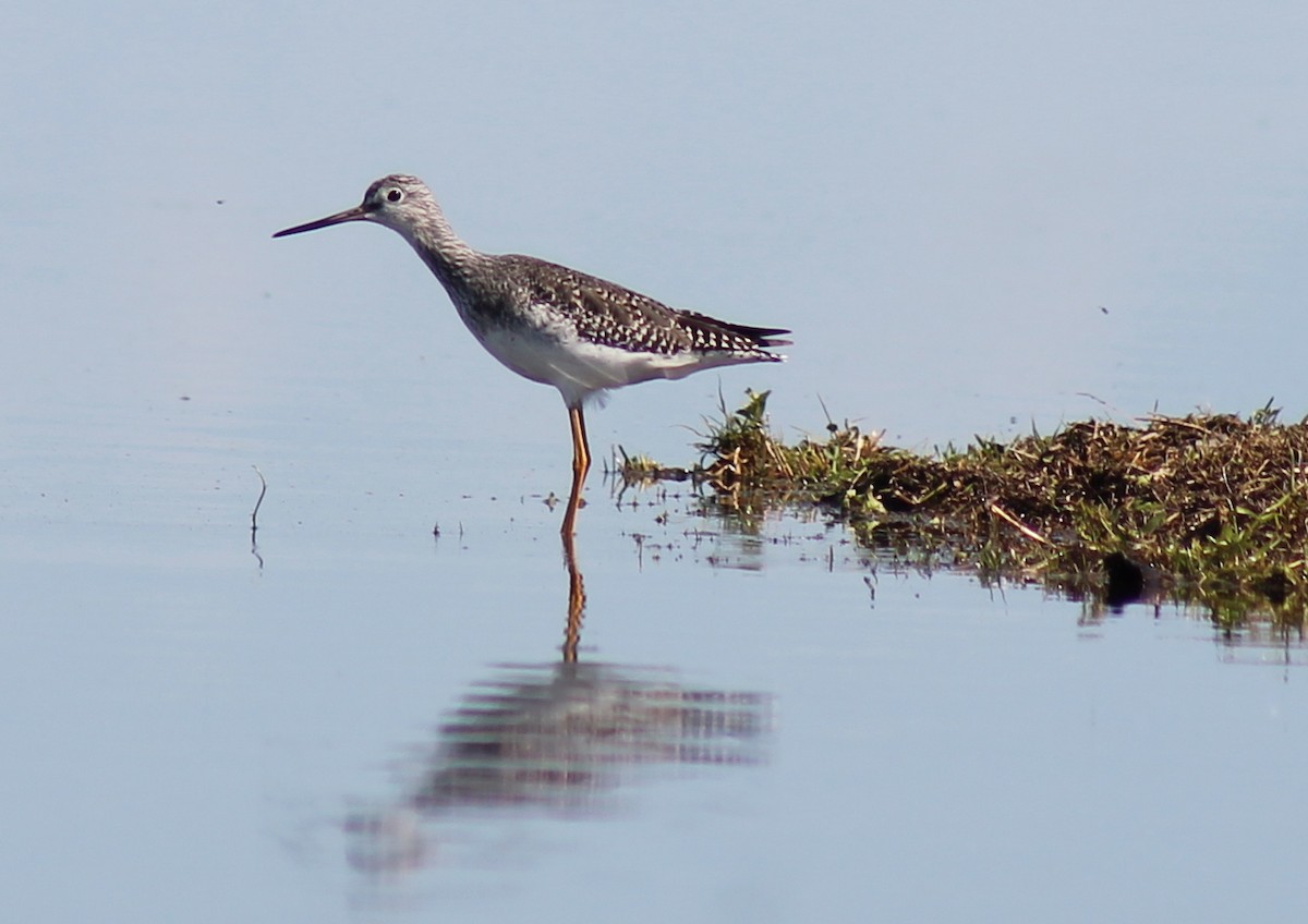 Greater Yellowlegs - ML68414121