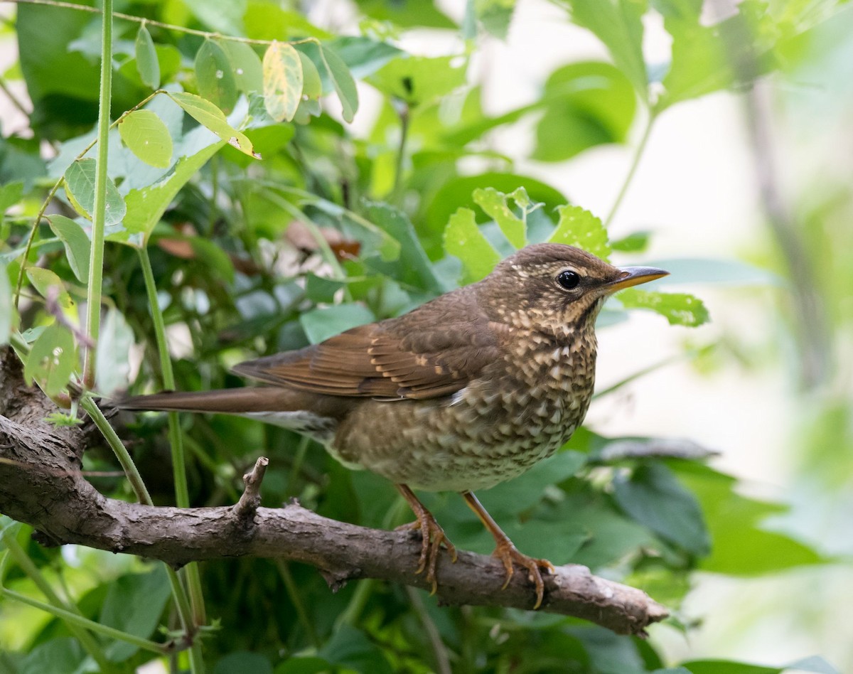 Siberian Thrush - Kai Pflug