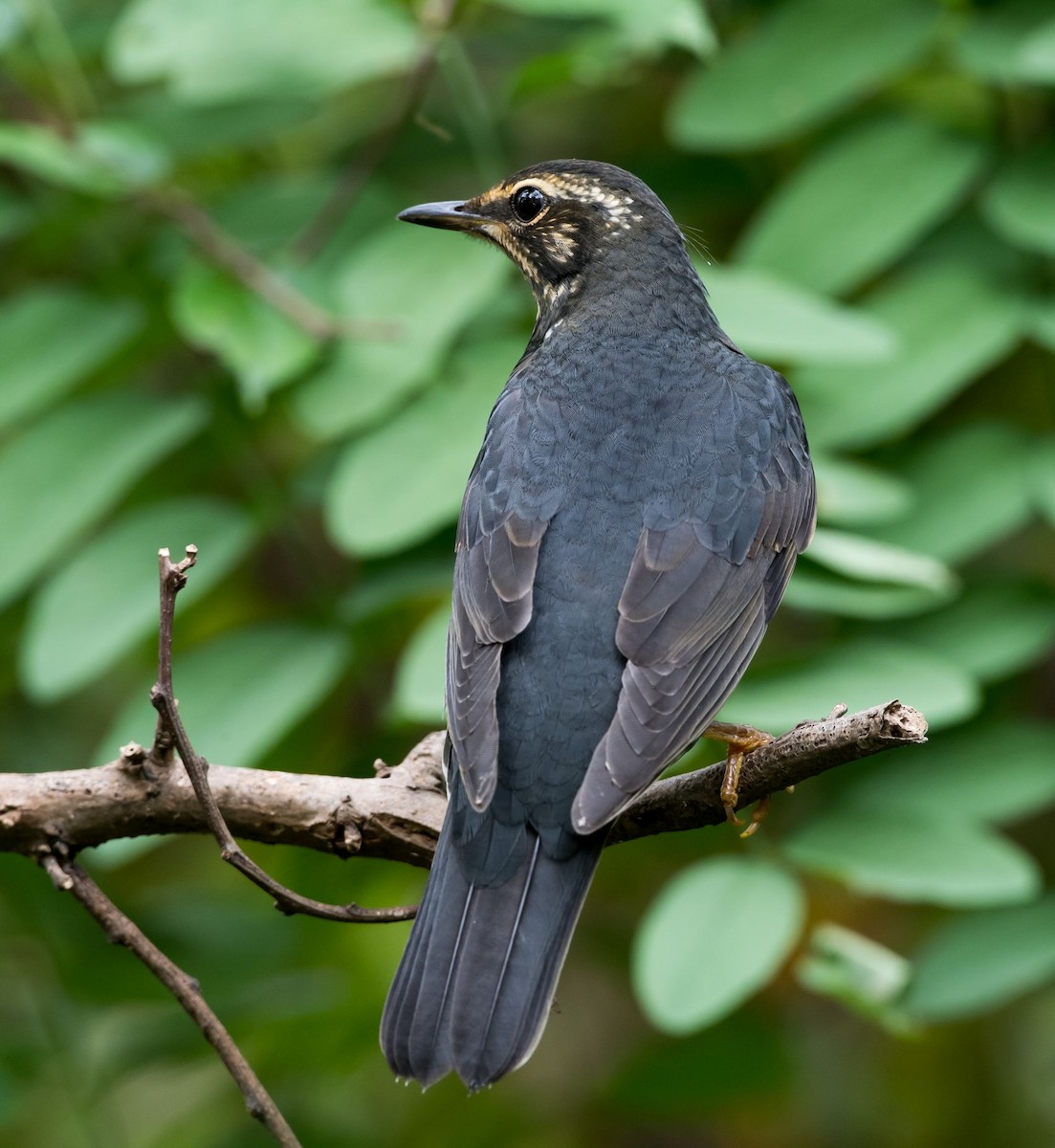 Siberian Thrush - ML68415451