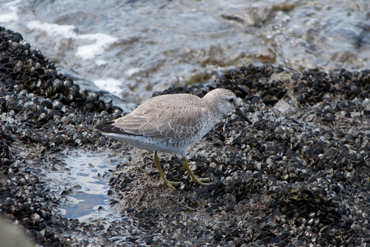 Red Knot - ML68415691
