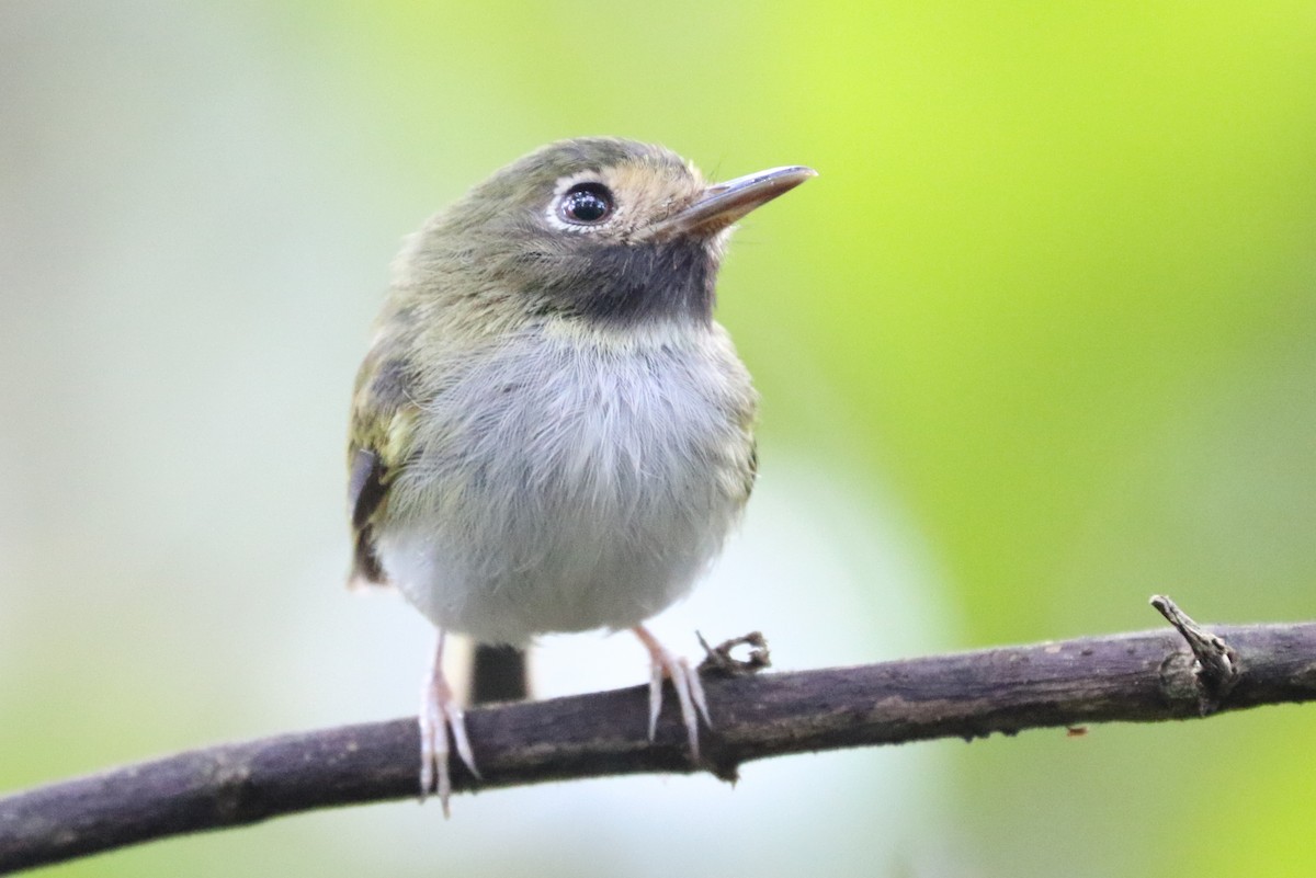 ノドグロコビトドリモドキ - ML68415981