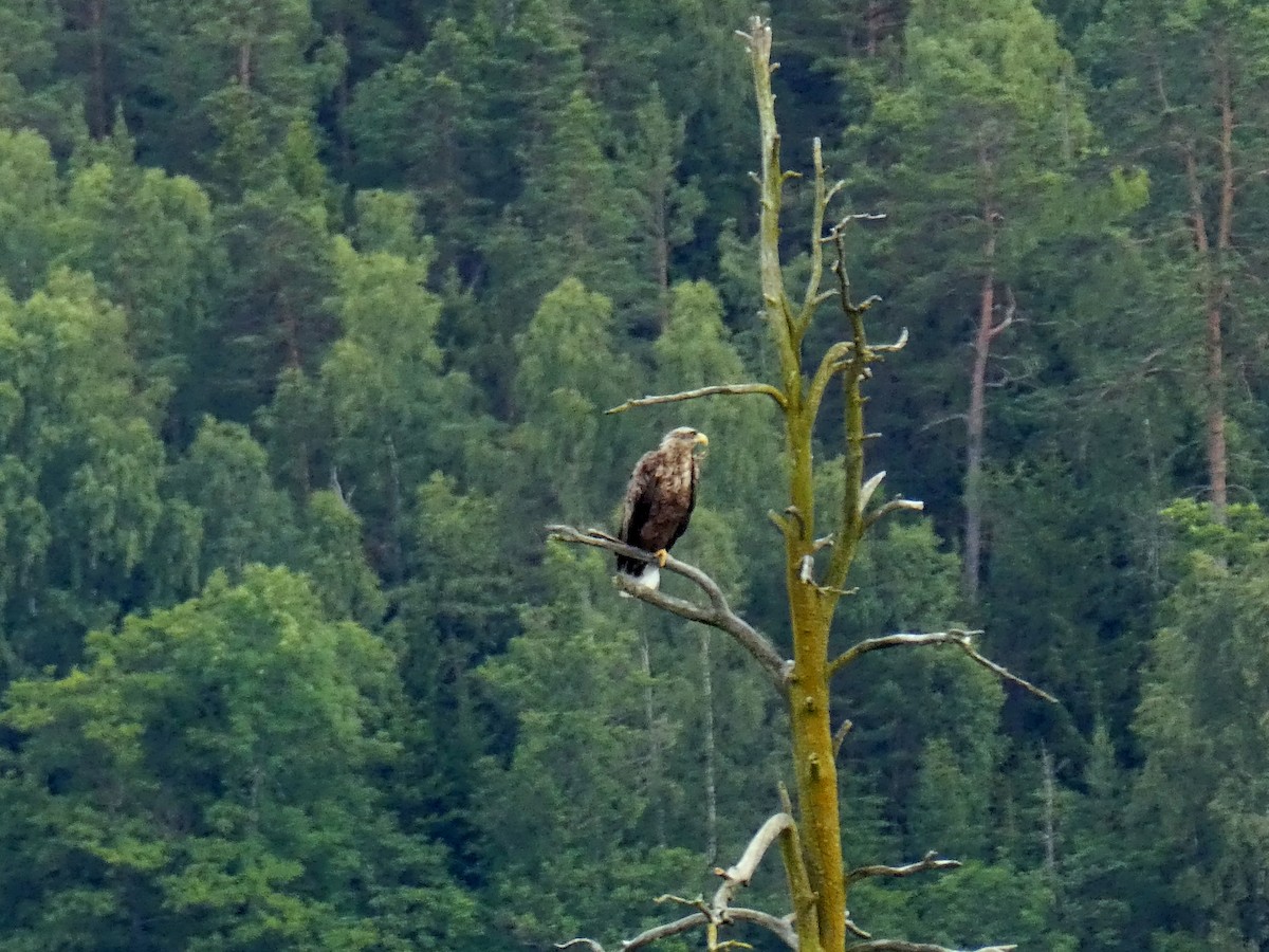White-tailed Eagle - Brian and Meg Johnson