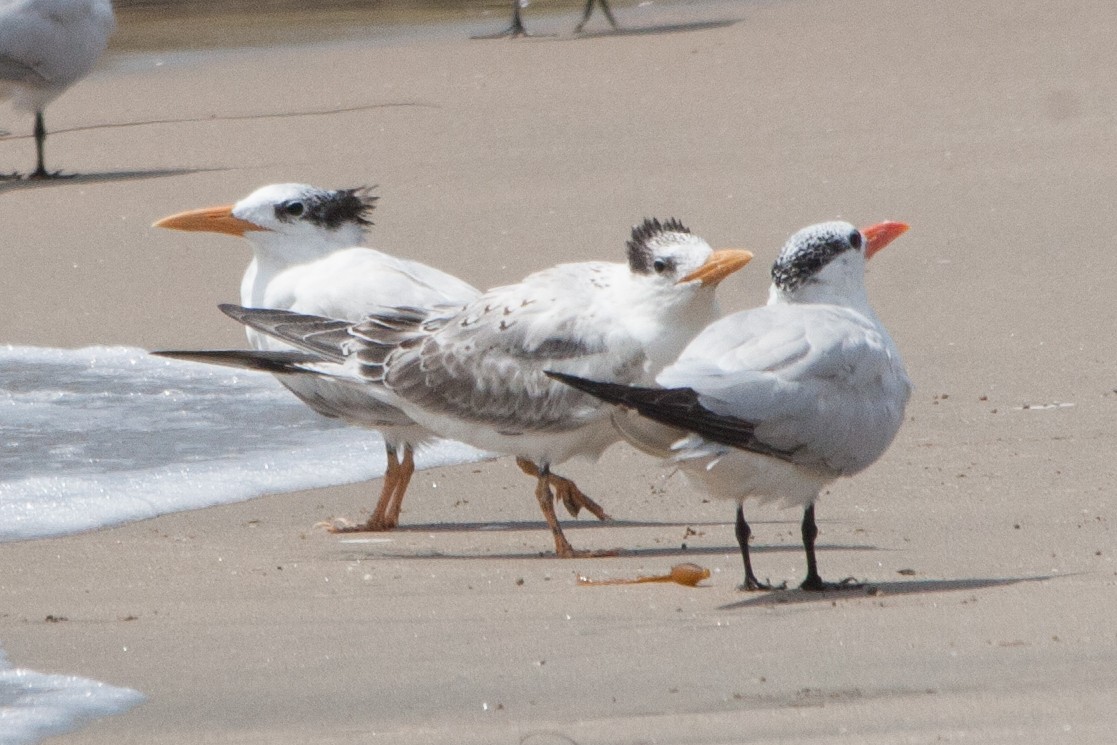 Royal Tern - Rebecca Marschall