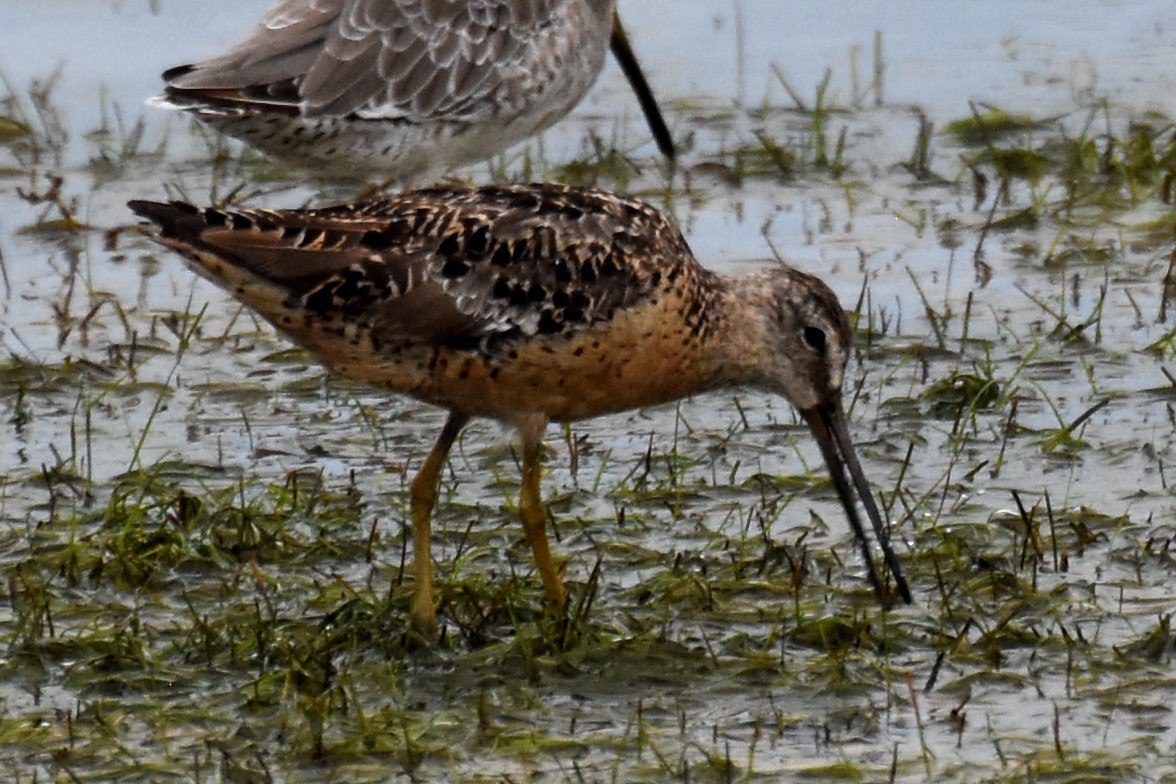 Short-billed Dowitcher - ML68416771