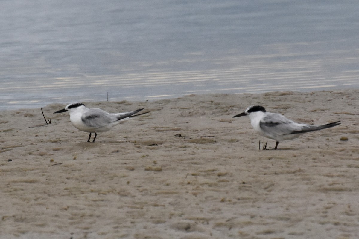 Least Tern - ML68416851