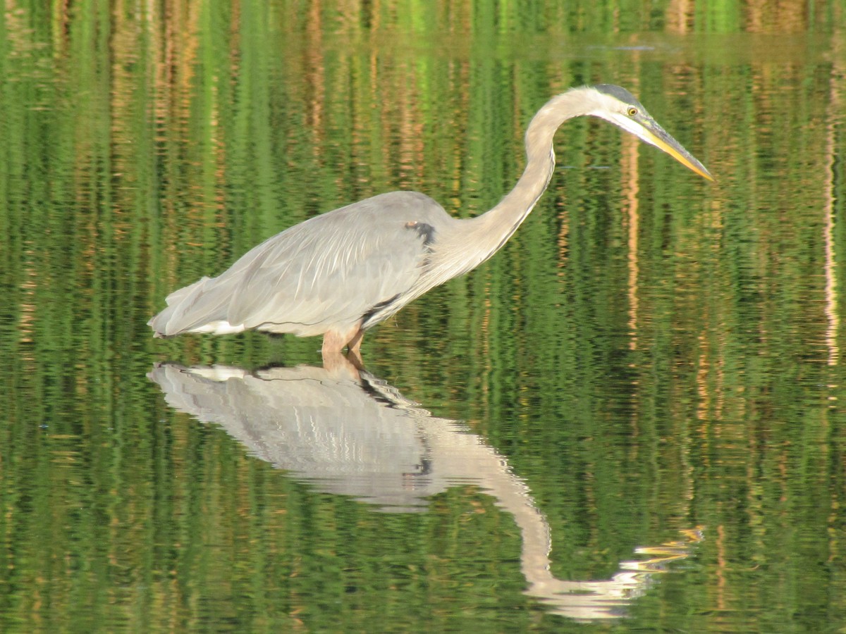 Great Blue Heron - ML68418921