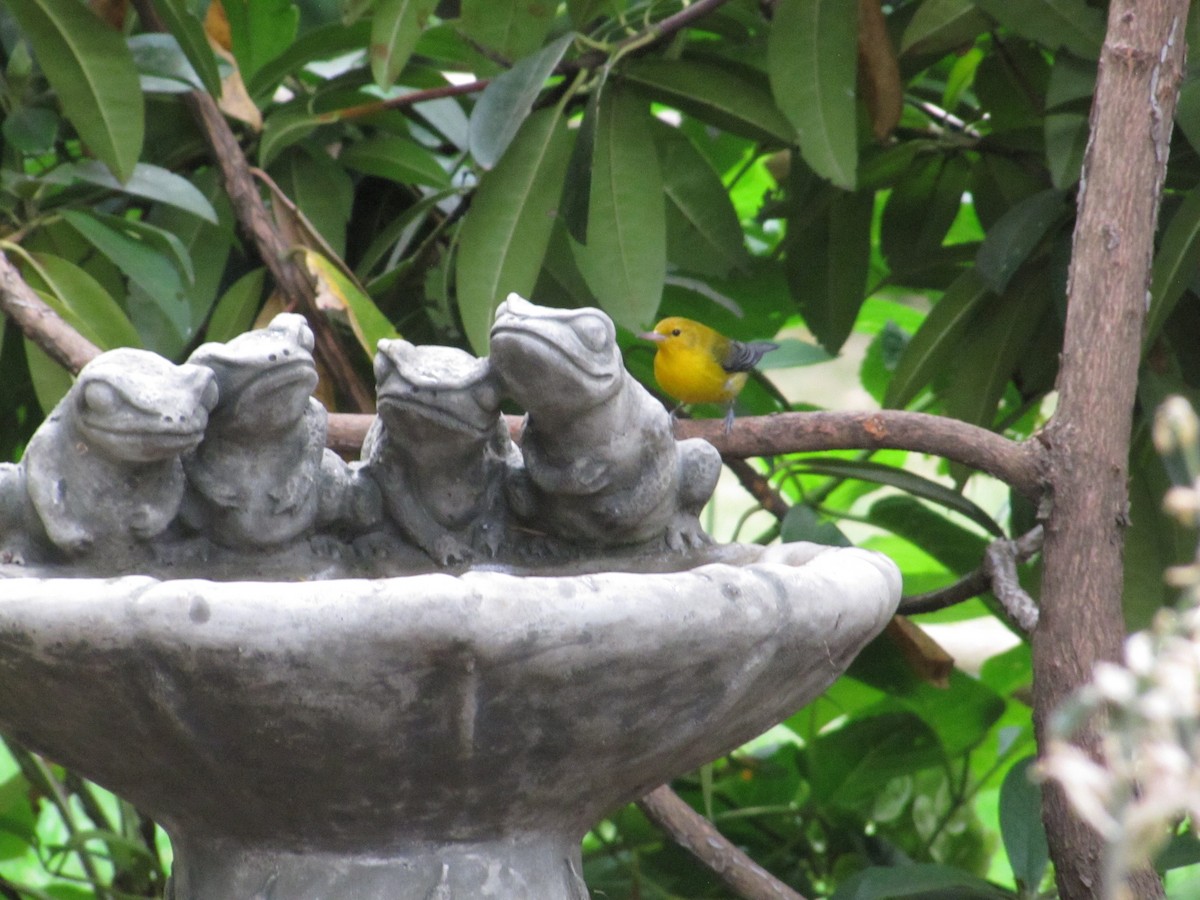 Prothonotary Warbler - Adrian Hinkle