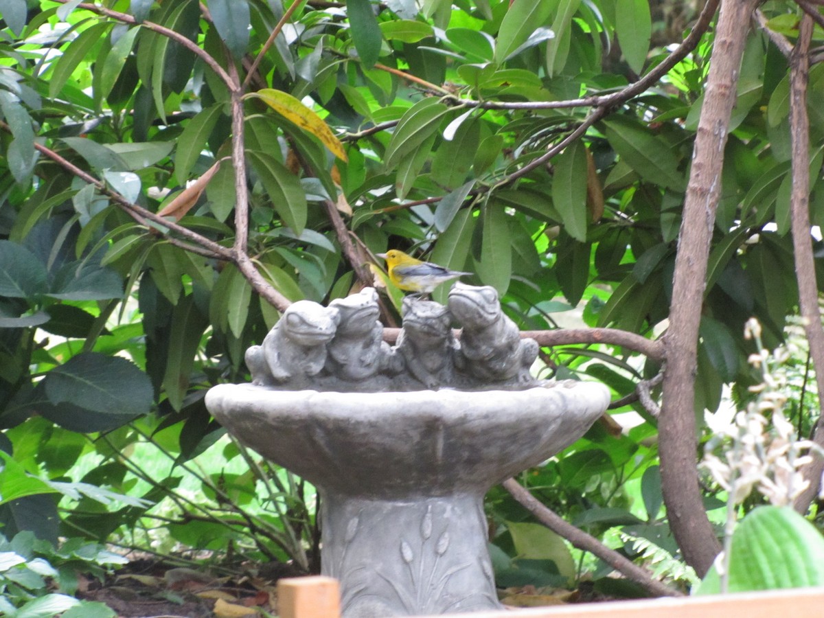 Prothonotary Warbler - Adrian Hinkle