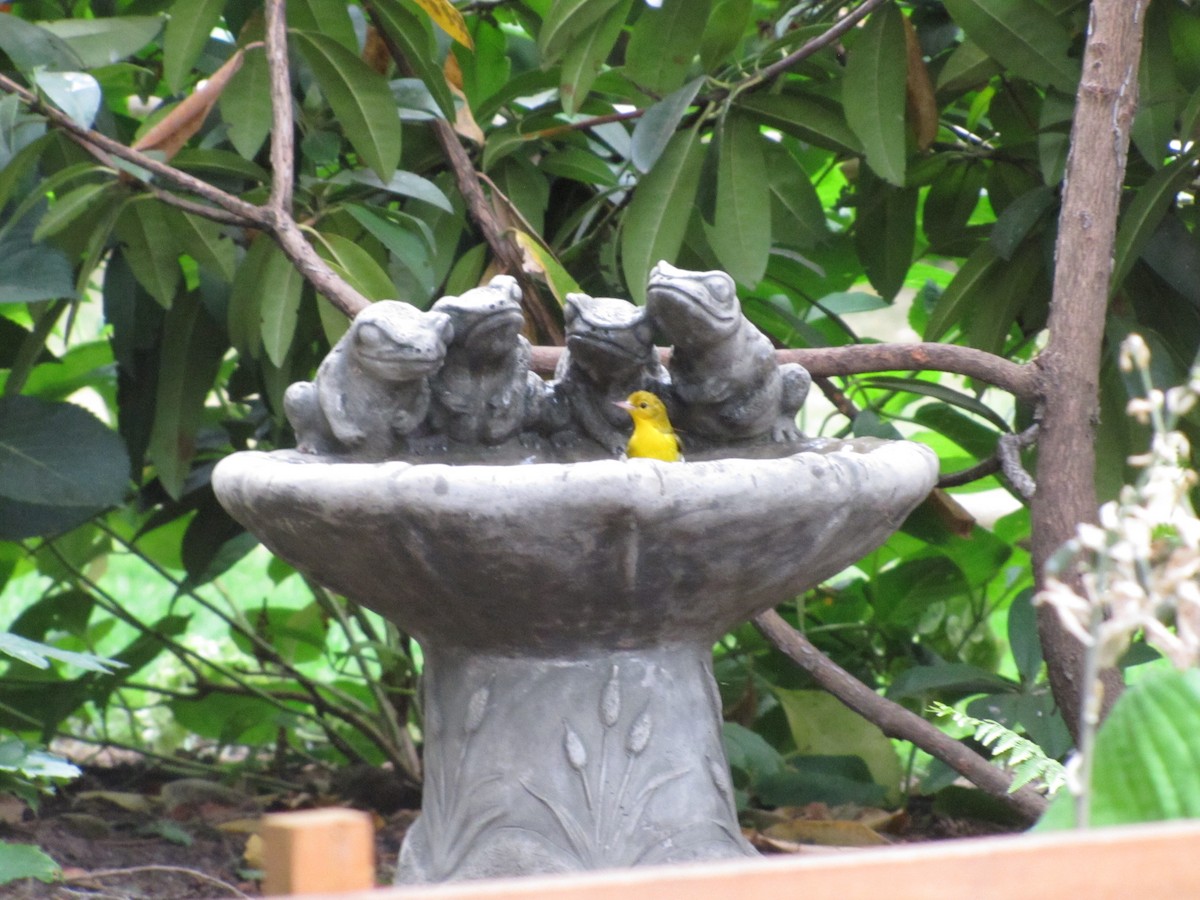 Prothonotary Warbler - Adrian Hinkle