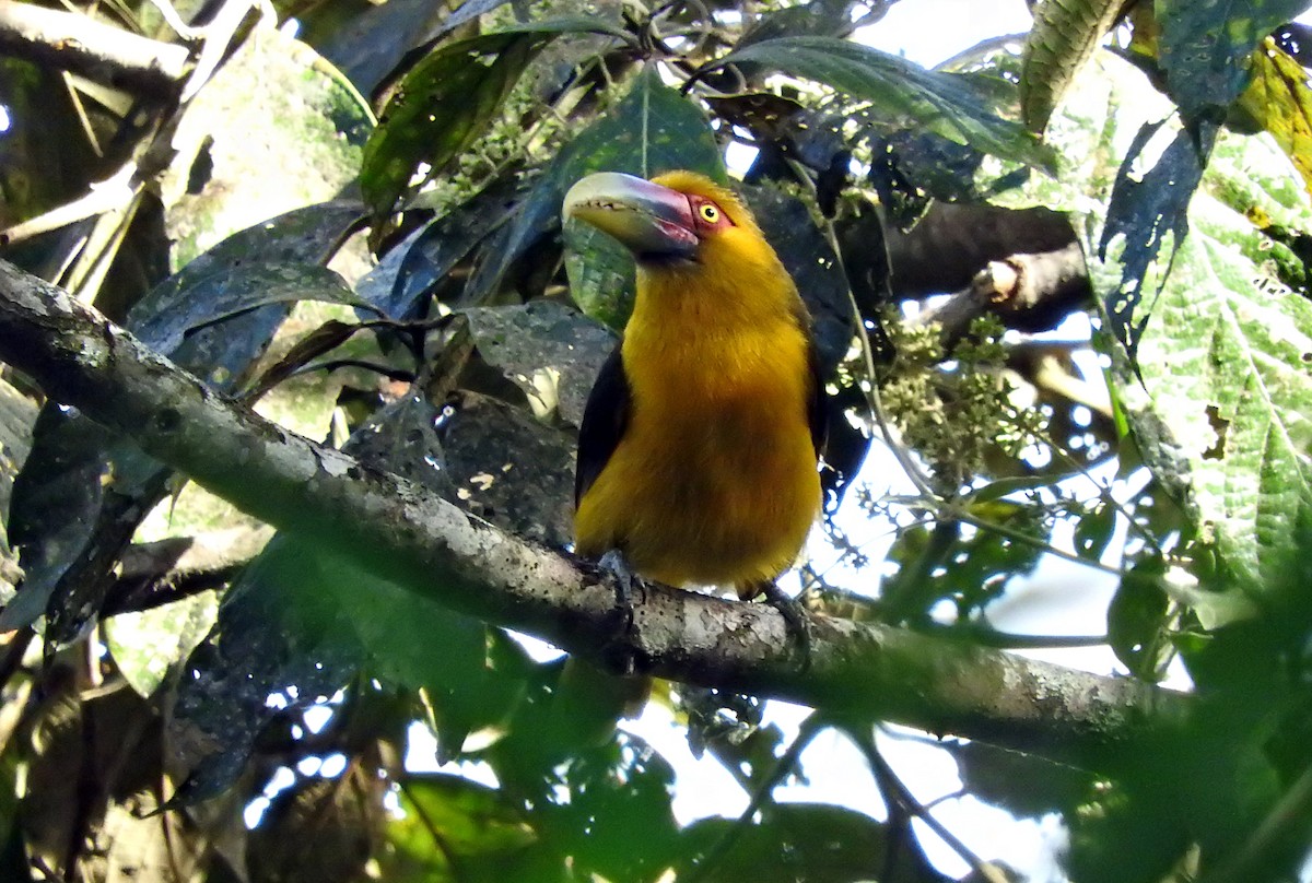 Saffron Toucanet - ML68423111