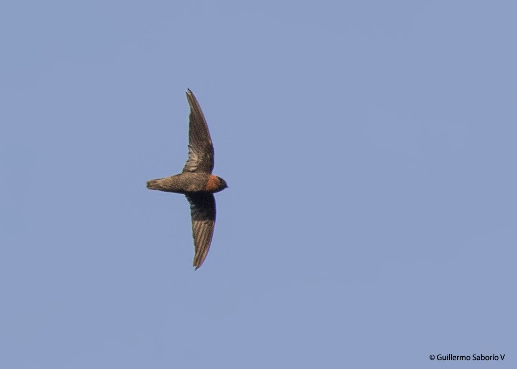 Chestnut-collared Swift - ML68424401