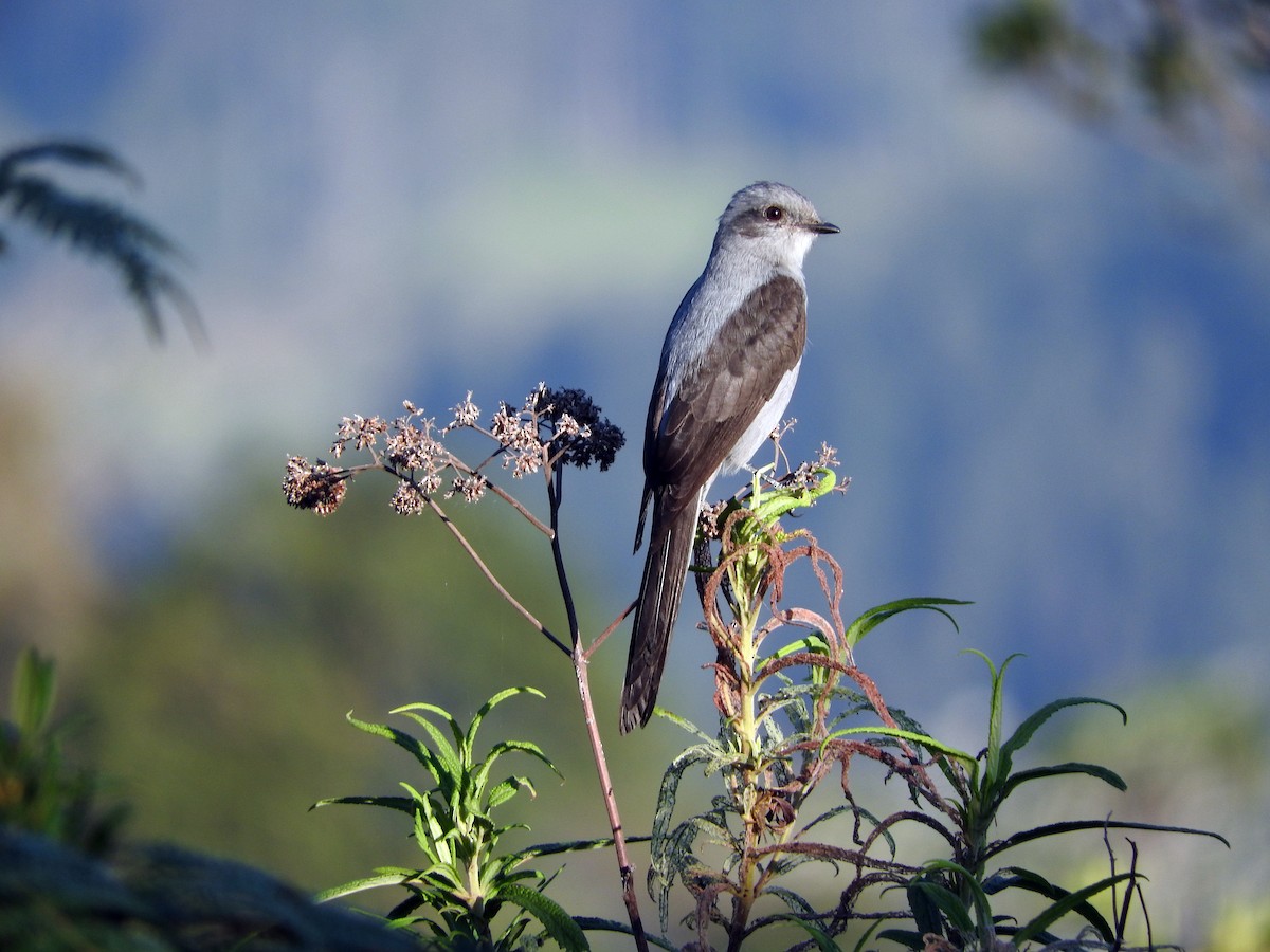 Shear-tailed Gray Tyrant - Juliano Gomes