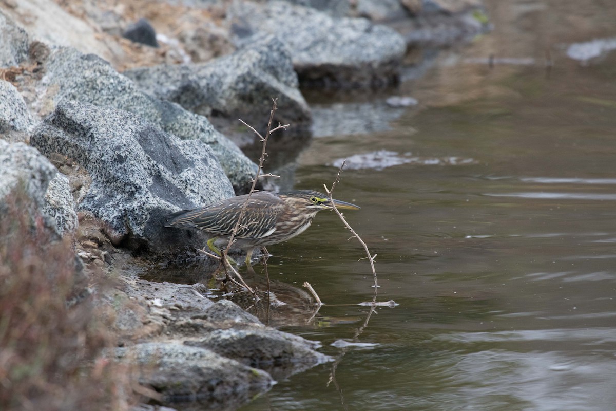 Green Heron - Gaurav Manglik