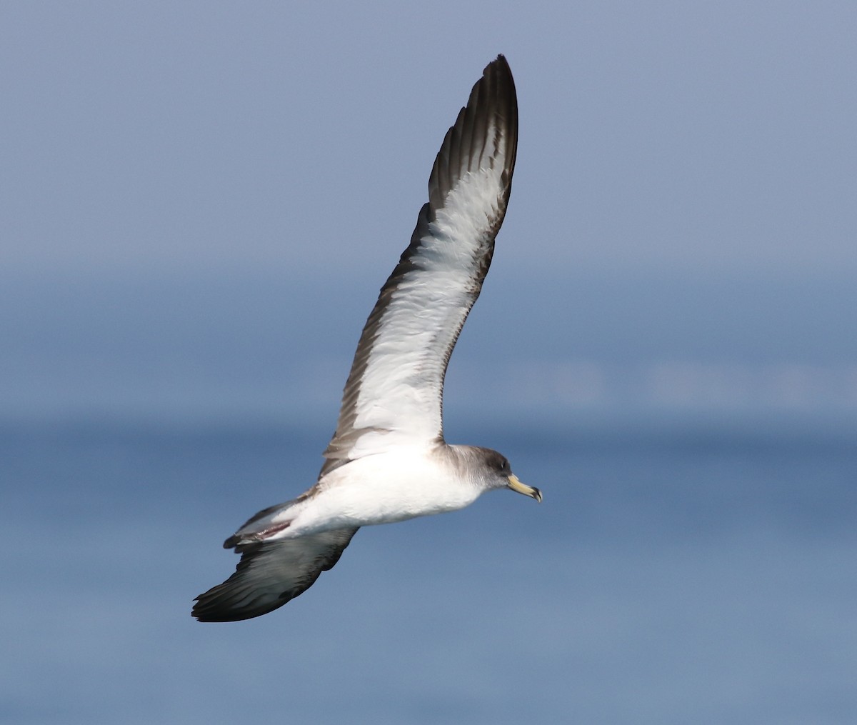 Cory's Shearwater (Scopoli's) - Nick Bonomo