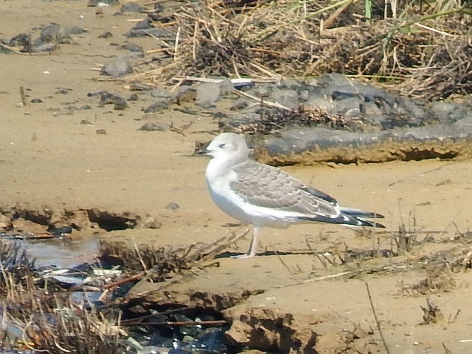 Mouette de Sabine - ML68426641