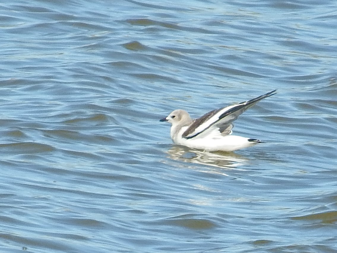 Mouette de Sabine - ML68426651