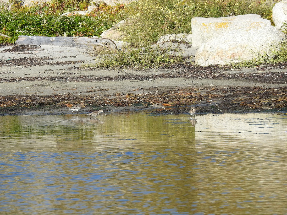 Baird's Sandpiper - ML68427041