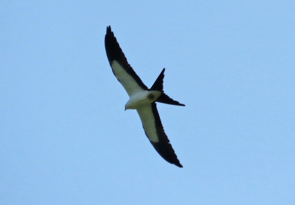 Swallow-tailed Kite - ML68427071