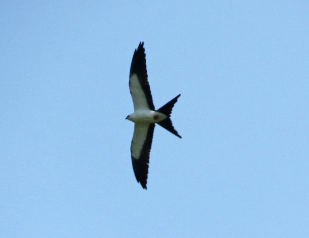 Swallow-tailed Kite - ML68427081