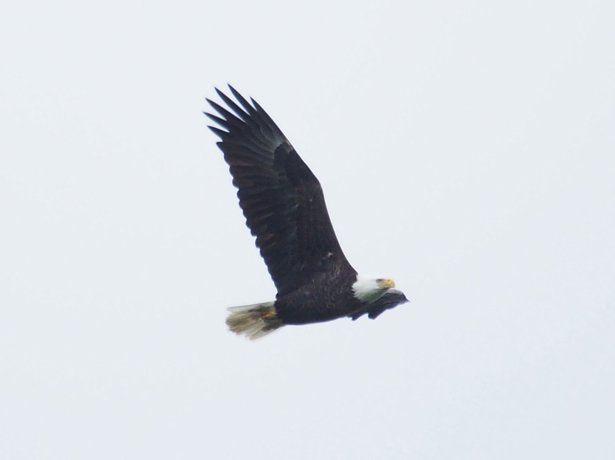 Bald Eagle - ML68429451