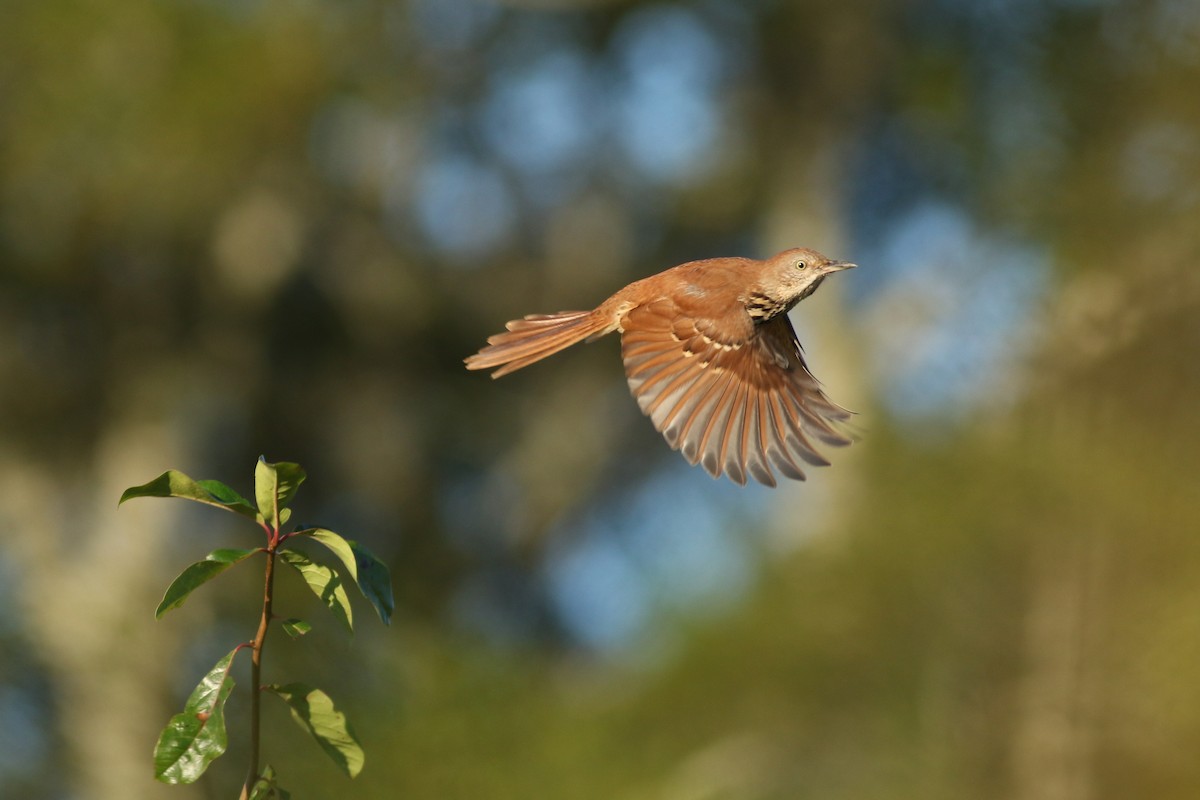 Brown Thrasher - ML68429471