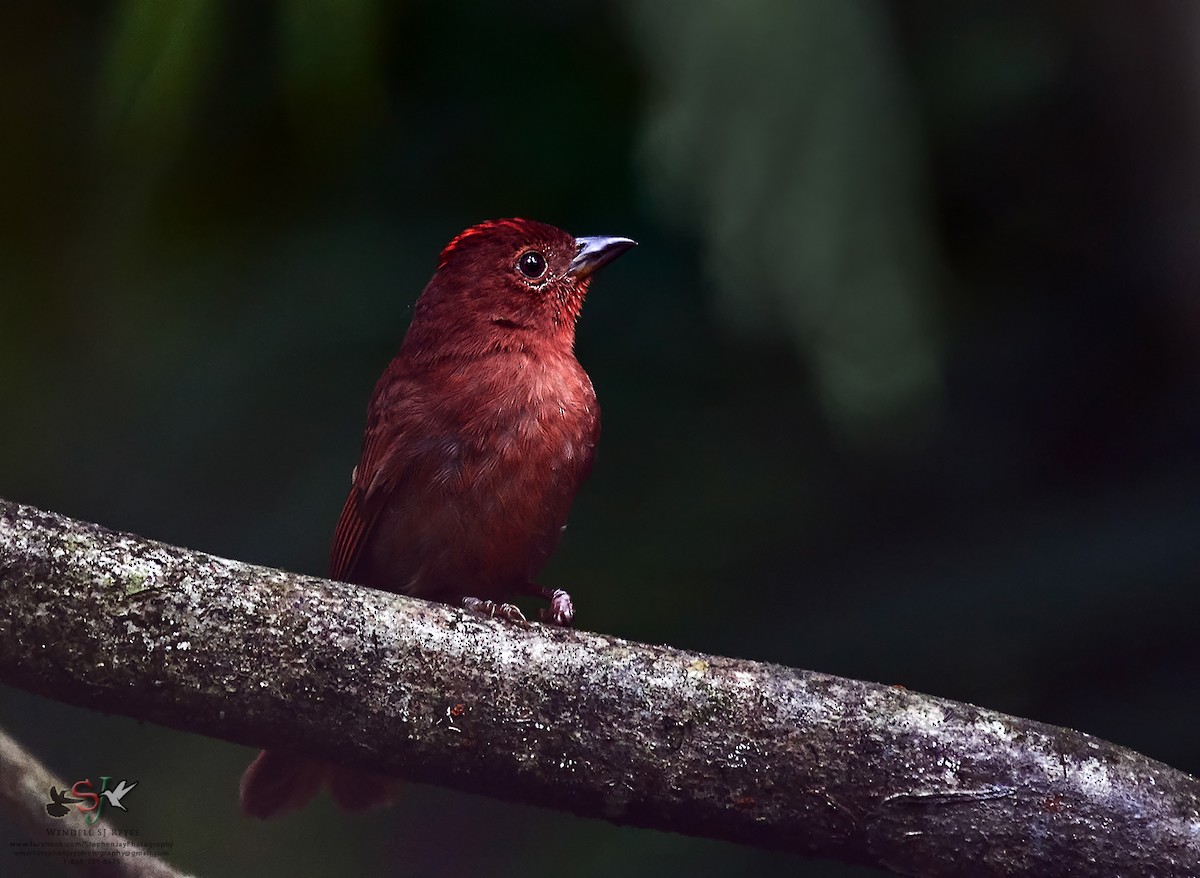 Red-crowned Ant-Tanager - ML68431421