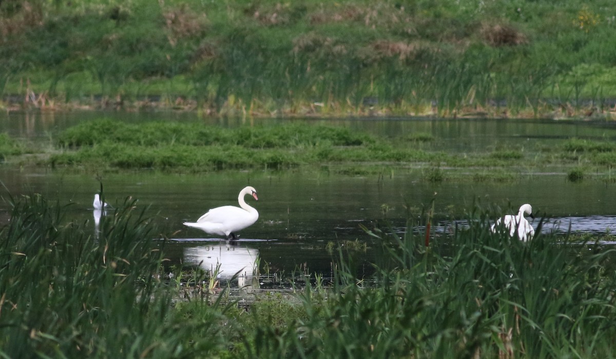 Cygne tuberculé - ML68431891