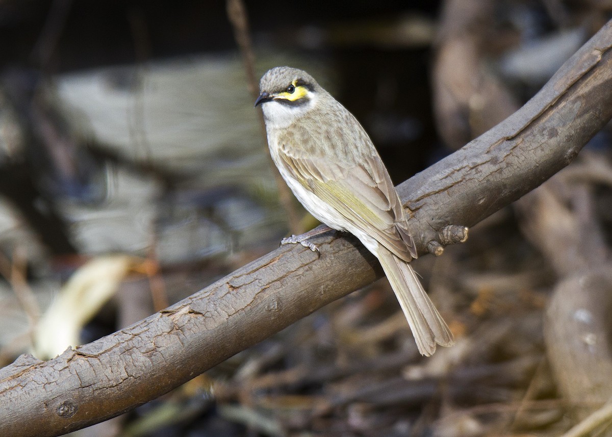 Yellow-faced Honeyeater - ML68432511