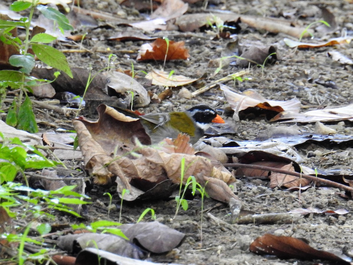 Orange-billed Sparrow - Euclides "Kilo" Campos