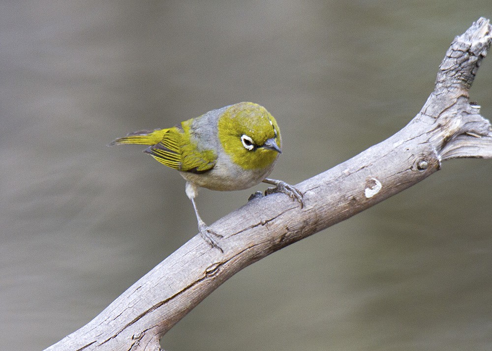 Silvereye - ML68433141