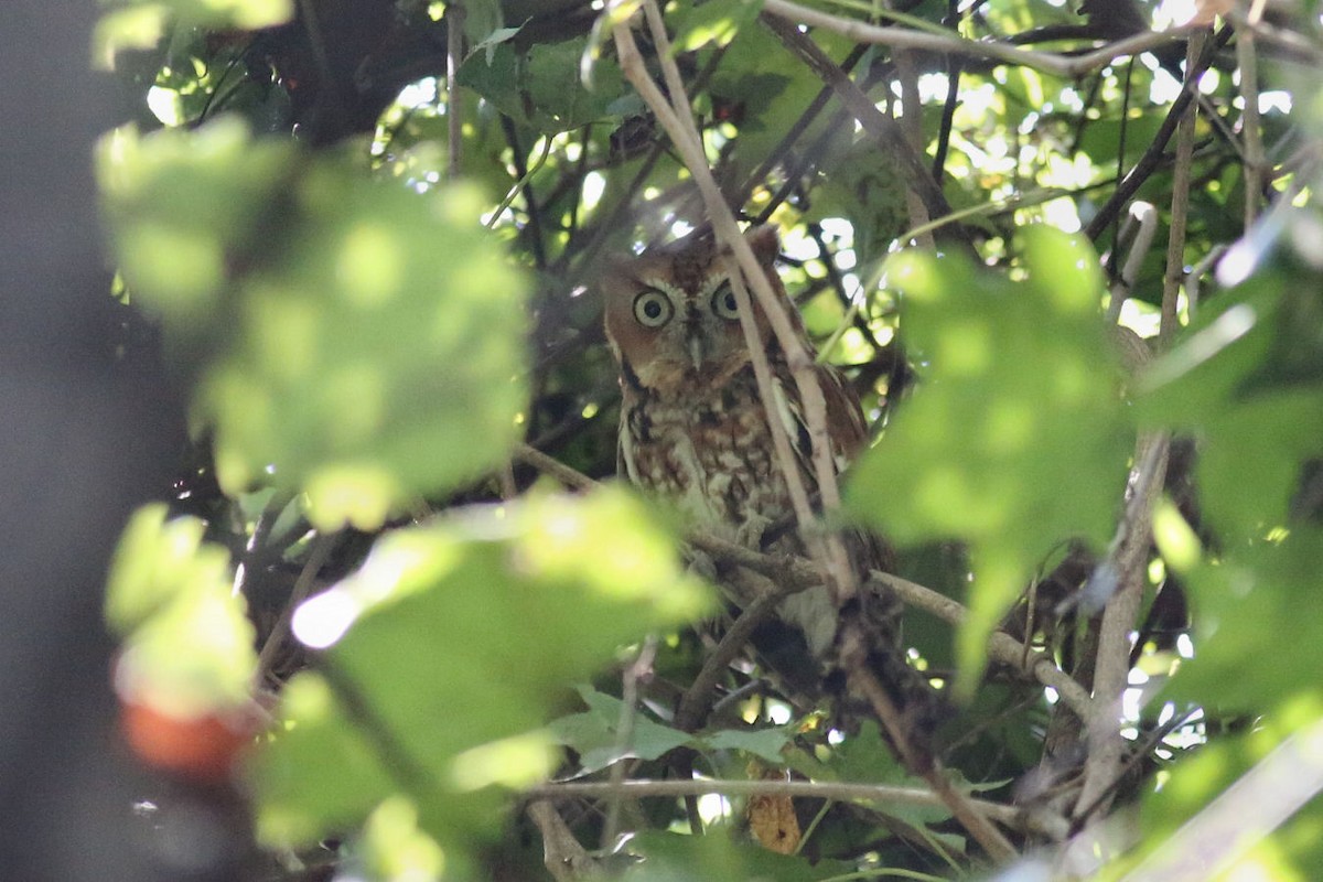 Eastern Screech-Owl - Steve Pagans