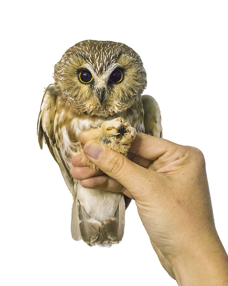 Northern Saw-whet Owl - Jeff Dyck