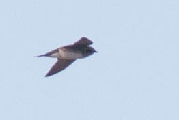 Purple Martin - ML68436041