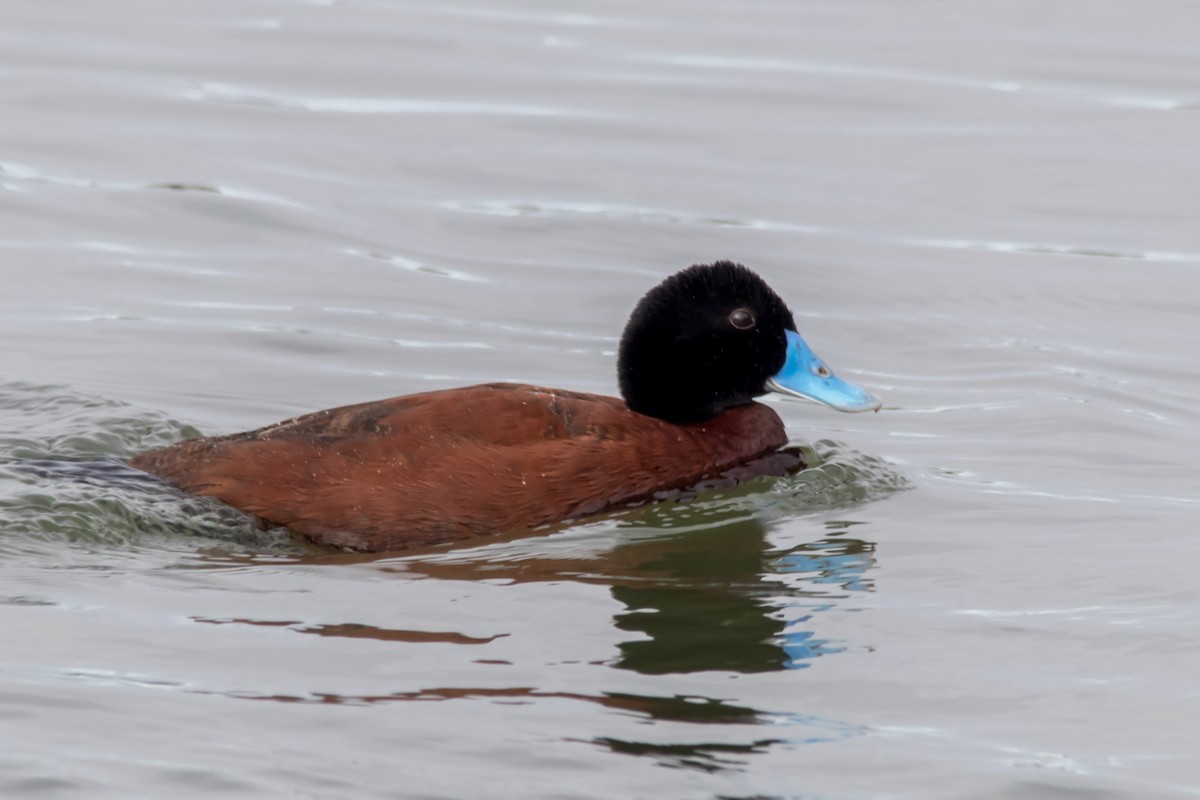 Blue-billed Duck - ML68437471