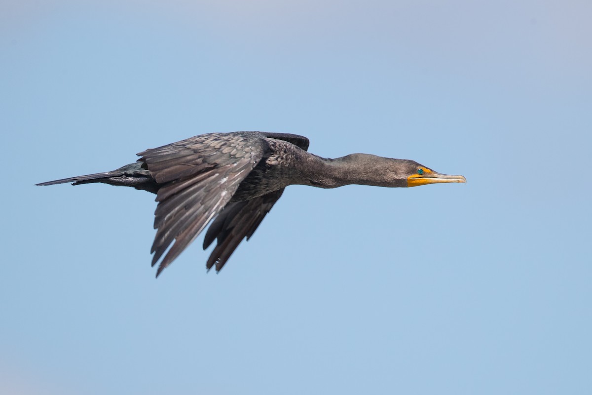 Double-crested Cormorant - ML68437521