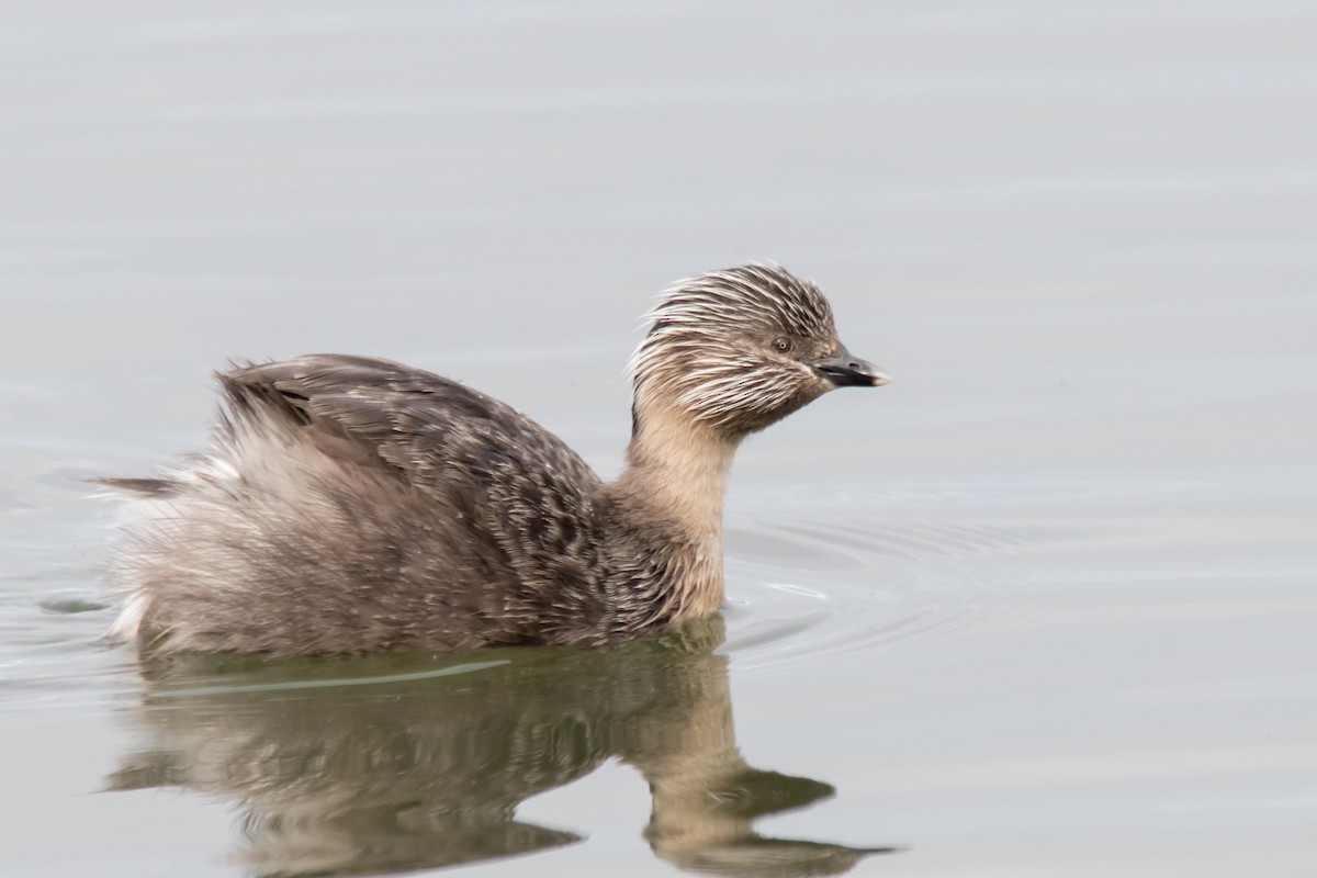 Hoary-headed Grebe - ML68437601