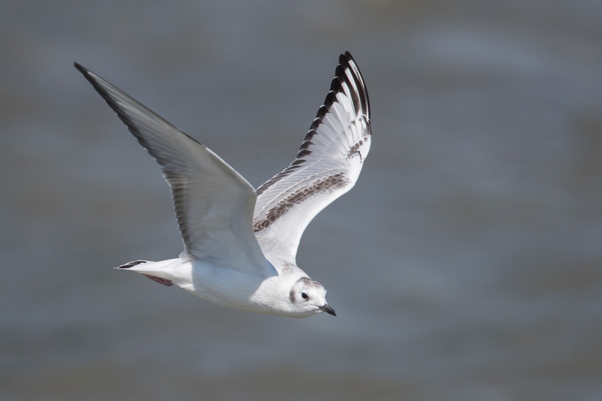 Bonaparte's Gull - County Lister Brendan
