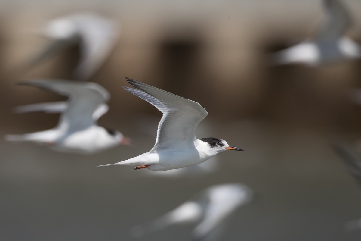 Common Tern - ML68437841