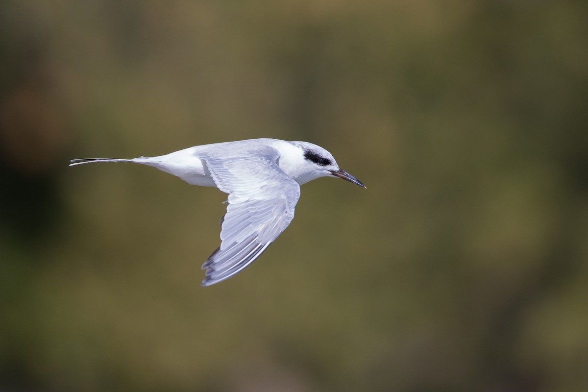 Forster's Tern - ML68437881