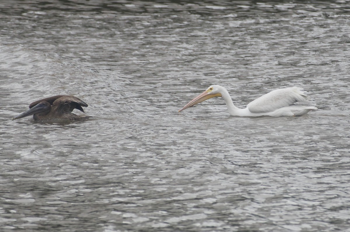 American White Pelican - ML68438211