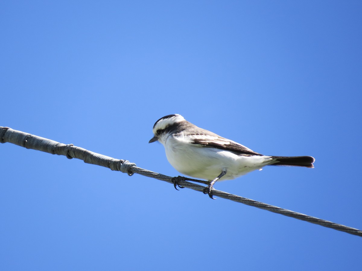 Black-crowned Monjita - ML68438241